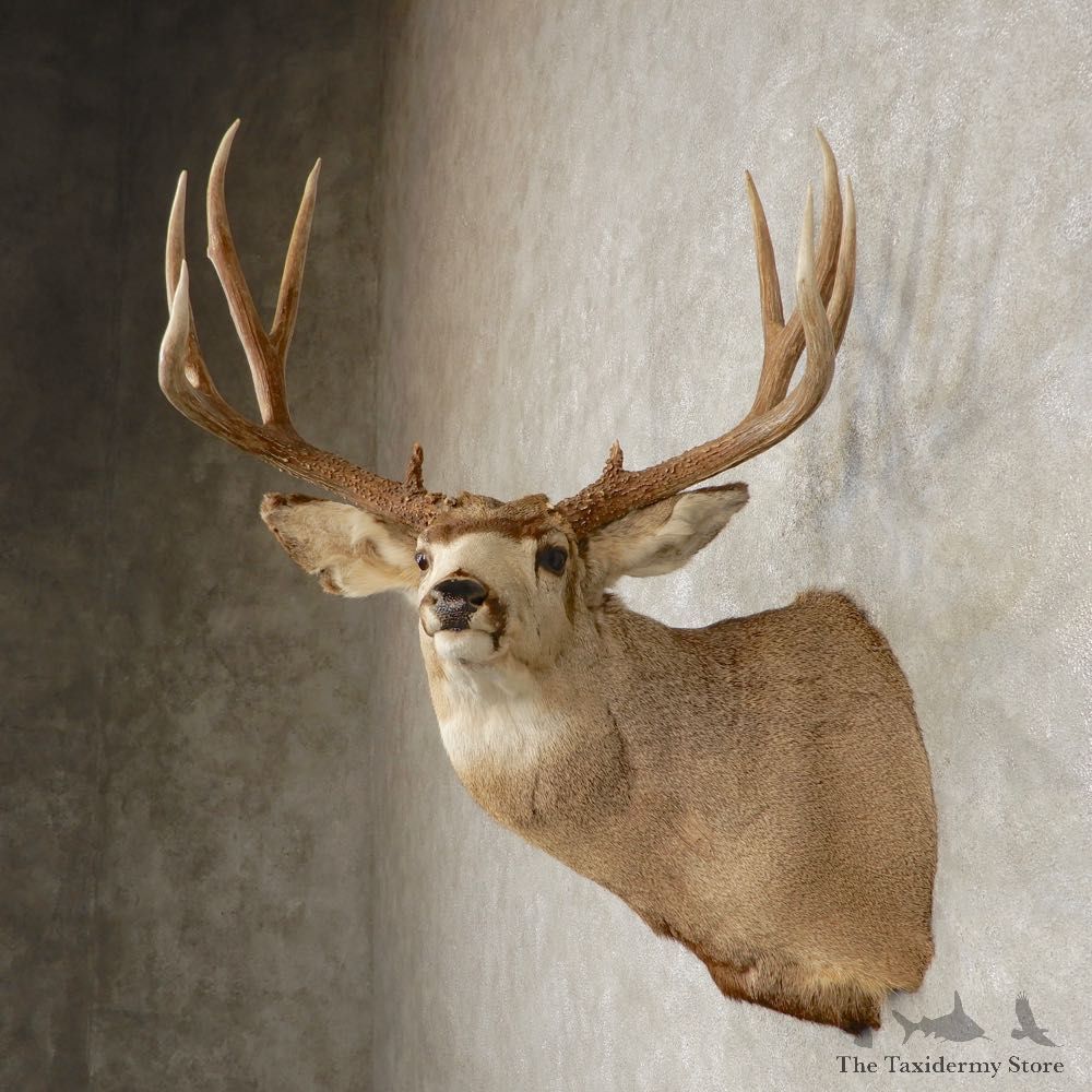 Mule Deer Shoulder Mount For Sale #29377 - The Taxidermy Store