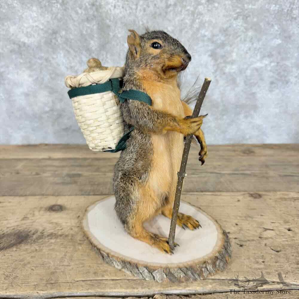 Hiking Fox Squirrel Novelty Mount For Sale #30598 @ The Taxidermy Store