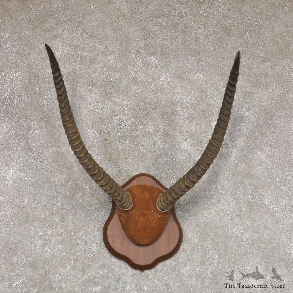 Lechwe Horn Plaque Mount For Sale #22361 @ The Taxidermy Store