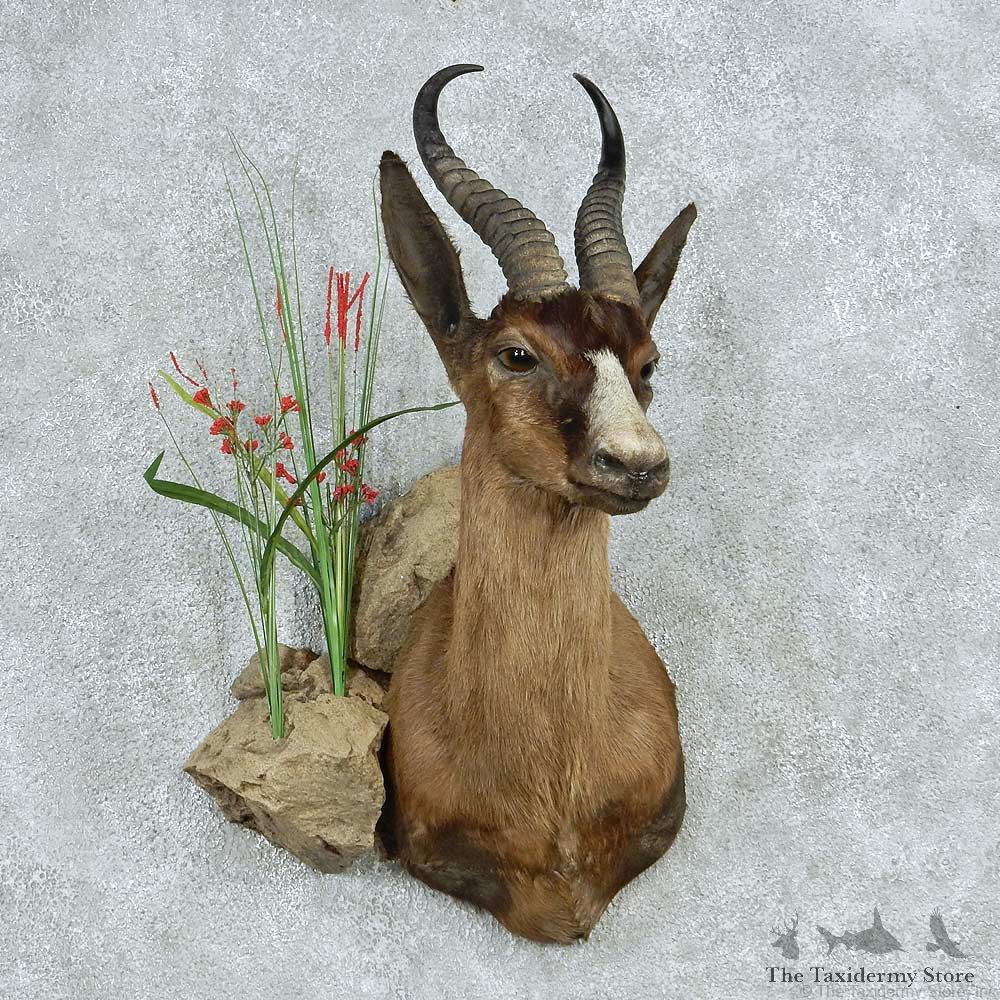 Chocolate African Springbok Shoulder Mount #13476 For Sale @ The Taxidermy Store