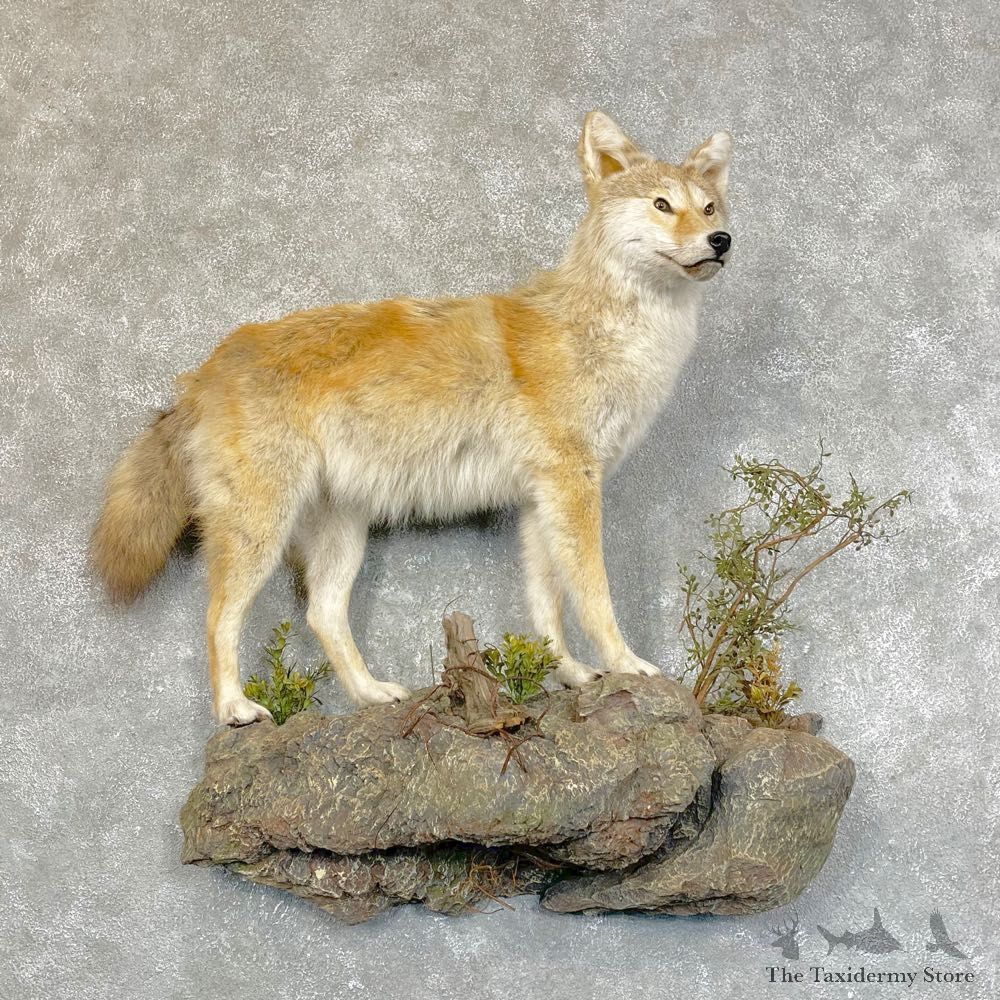 Golden Coyote Life Size Taxidermy Mount #24502 For Sale @ The Taxidermy Store