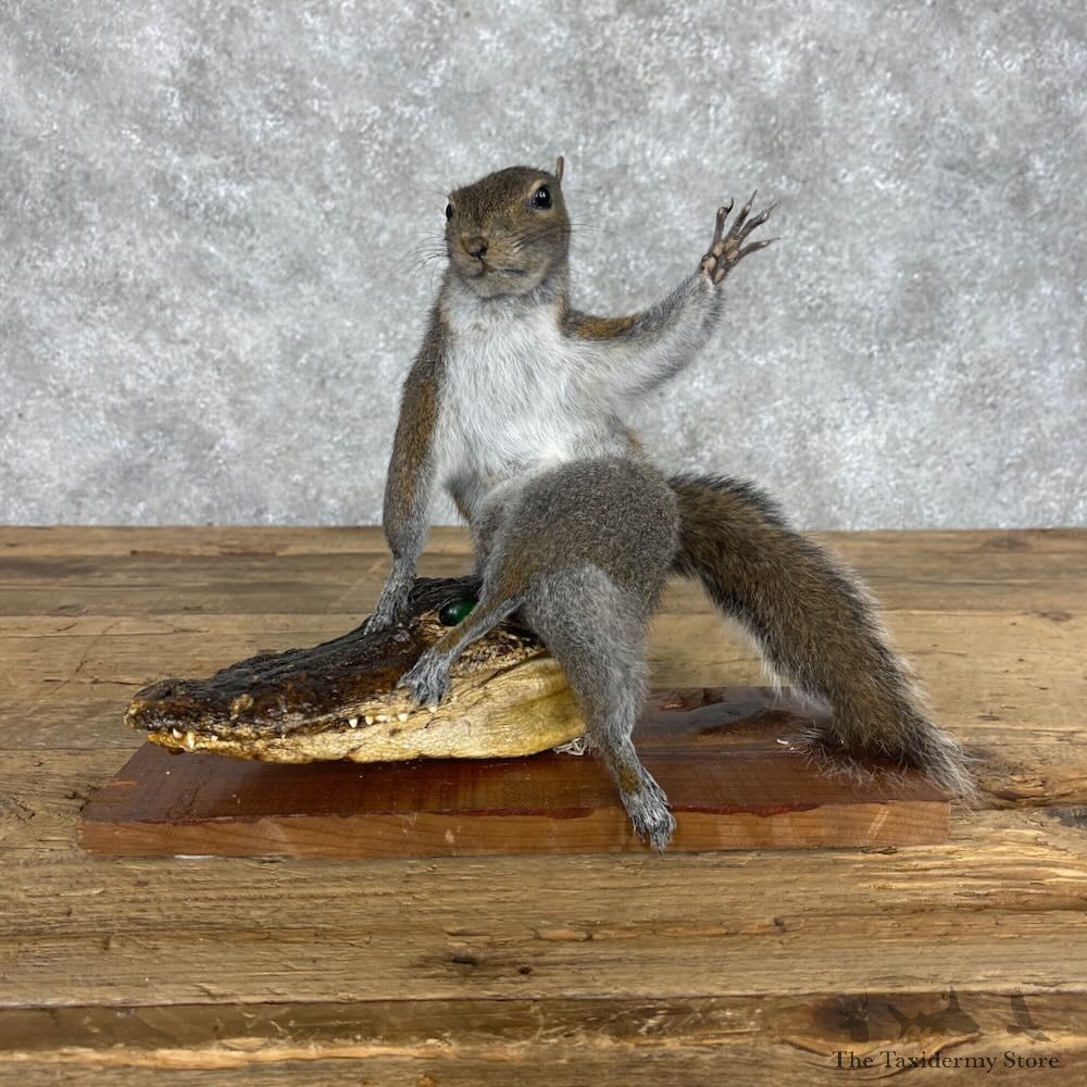 Novelty Grey Squirrel Mount For Sale #28634 @ The Taxidermy Store