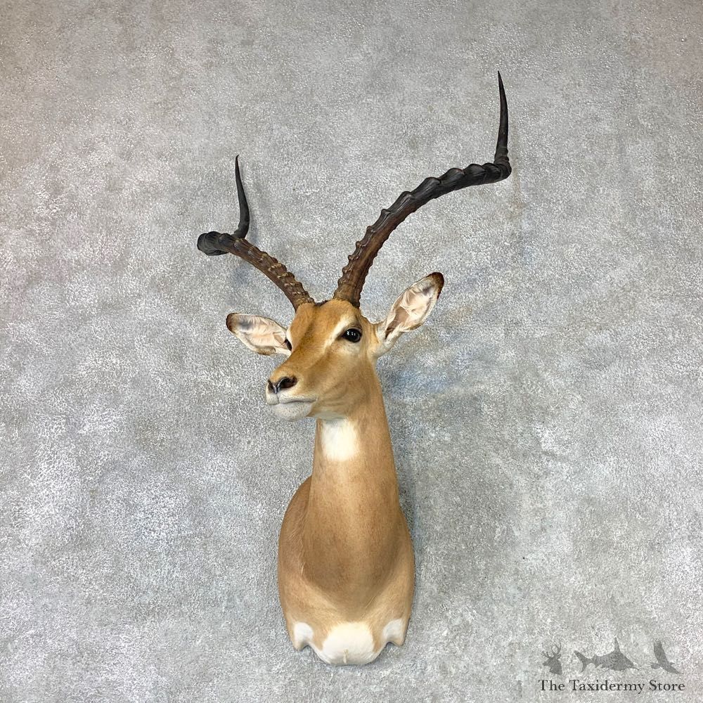 East African Impala Shoulder Mount For Sale #23012 @ The Taxidermy Store