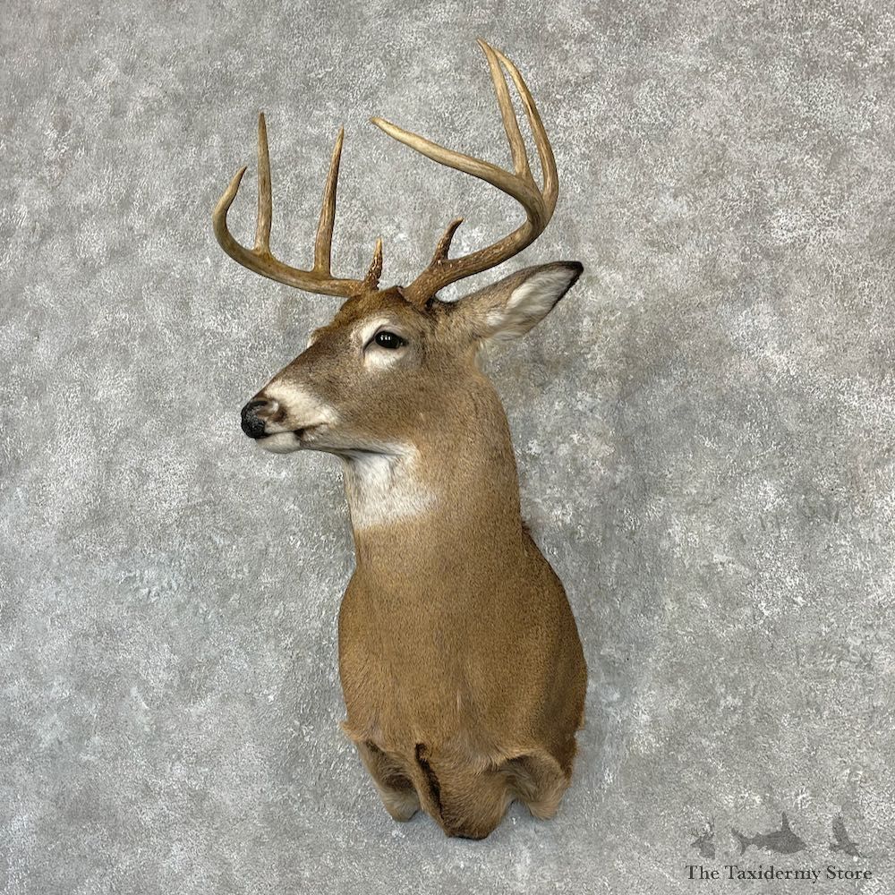Whitetail Deer Shoulder Mount For Sale #27140 - The Taxidermy Store