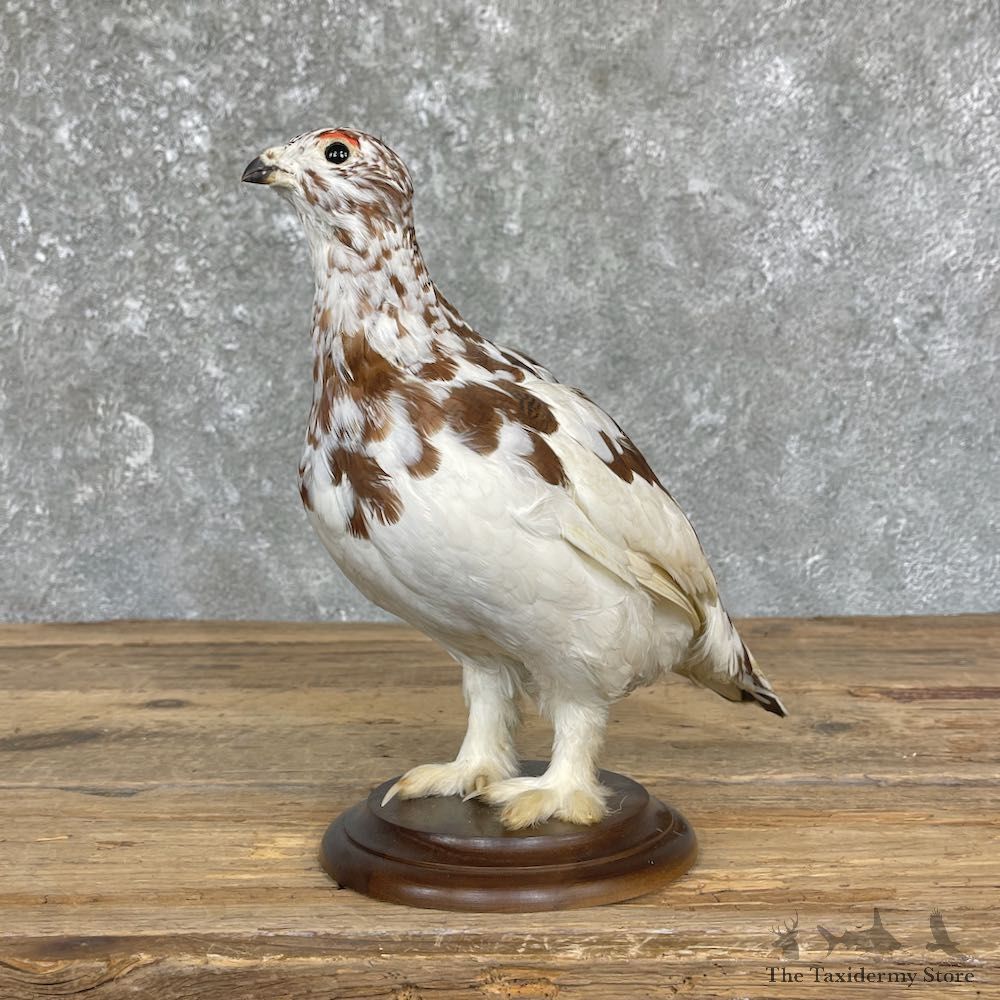 Ptarmigan Mount For Sale #26349 @ The Taxidermy Store