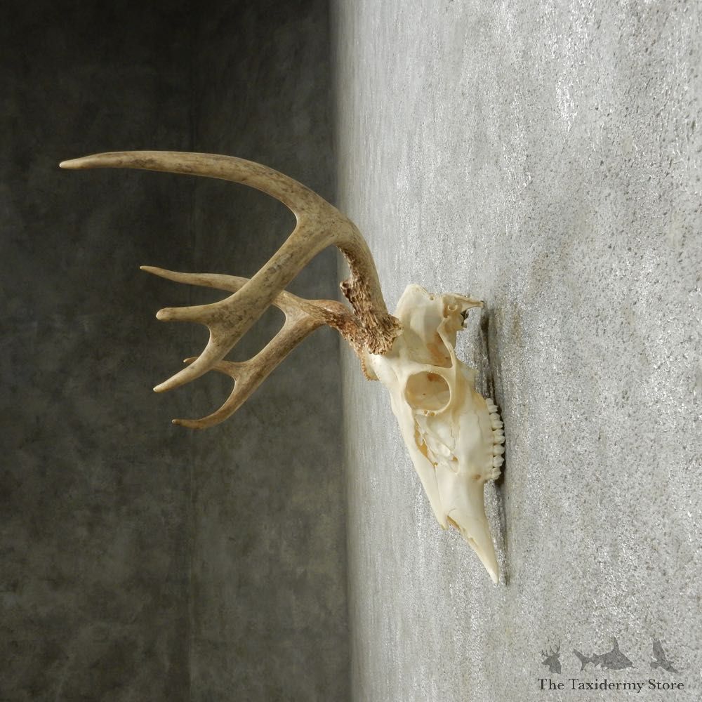 Whitetail Deer Skull European Mount For Sale #14641 @ The Taxidermy Store