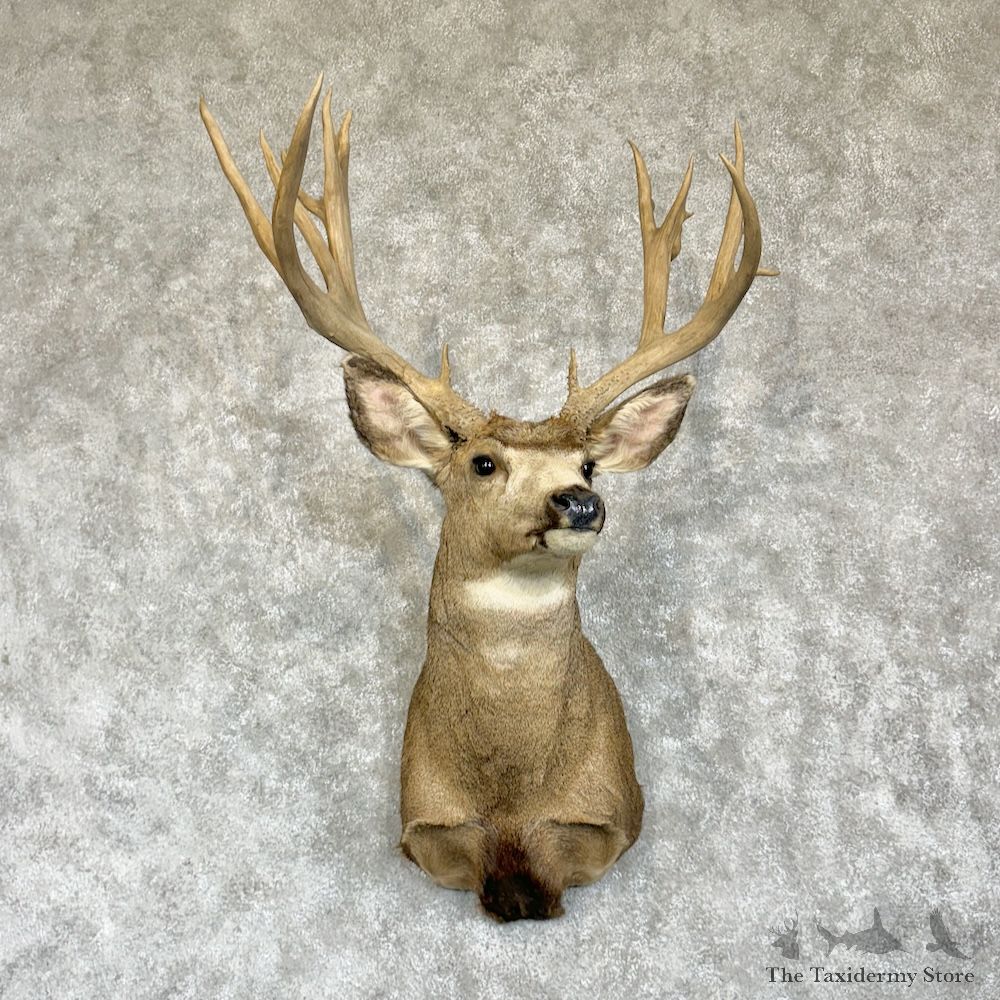Mule Deer Shoulder Mount For Sale #29631 @ The Taxidermy Store