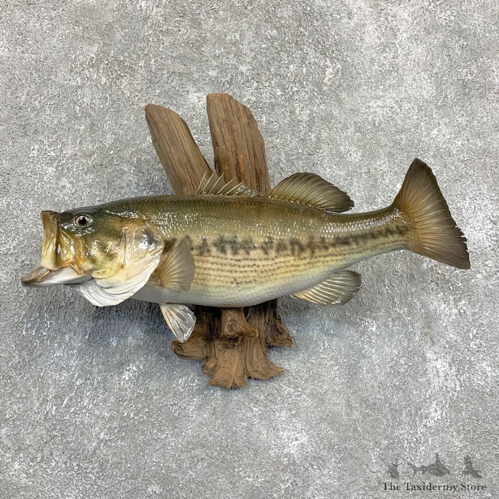 Largemouth Bass Fish Mount For Sale #22088 @ The Taxidermy Store