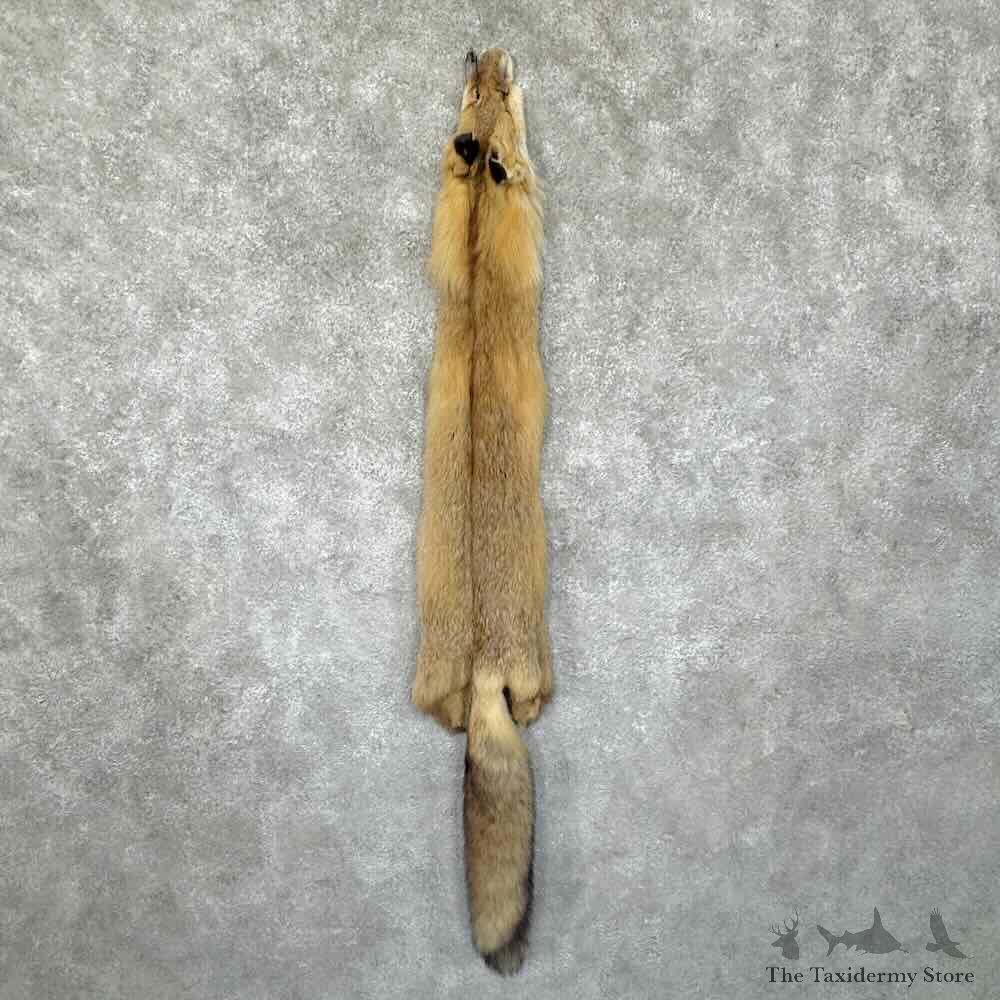 Red Fox Tanned Hide For Sale #30951 @ The Taxidermy Store