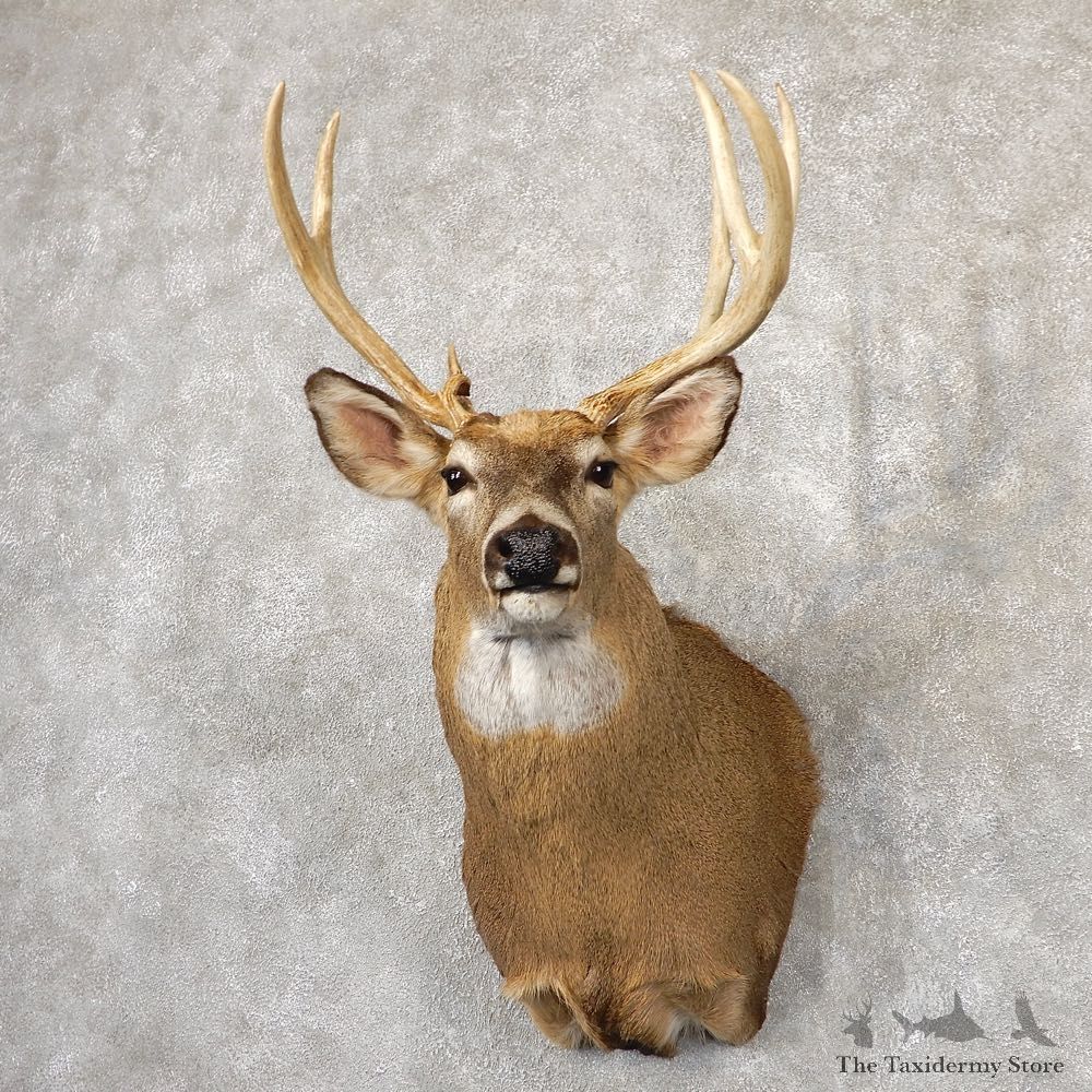 Whitetail Deer Shoulder Mount #18846 For Sale - The Taxidermy Store