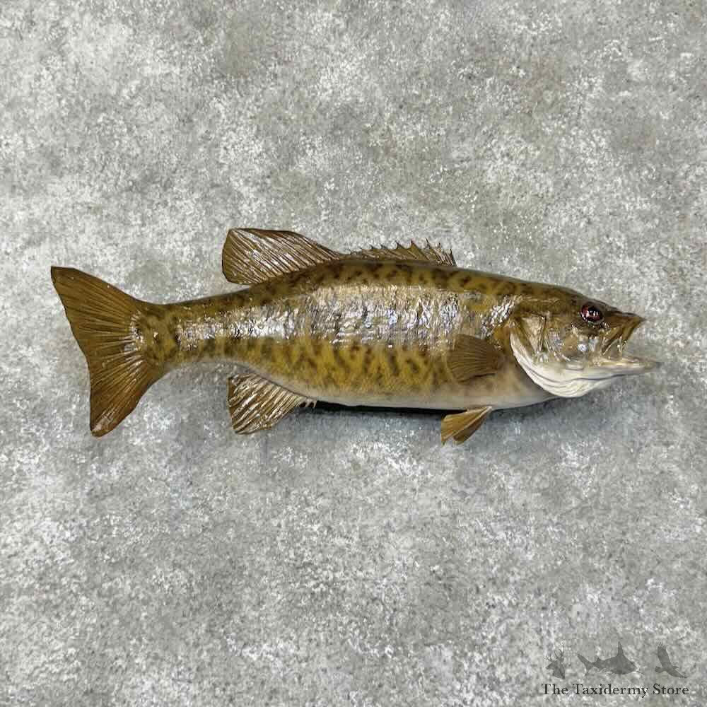 Smallmouth Bass Fish Mount For Sale #30524 @ The Taxidermy Store