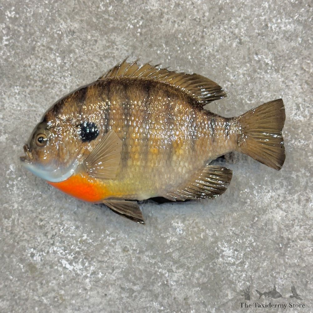 Bluegill Fish Mount For Sale #30077 @ The Taxidermy Store