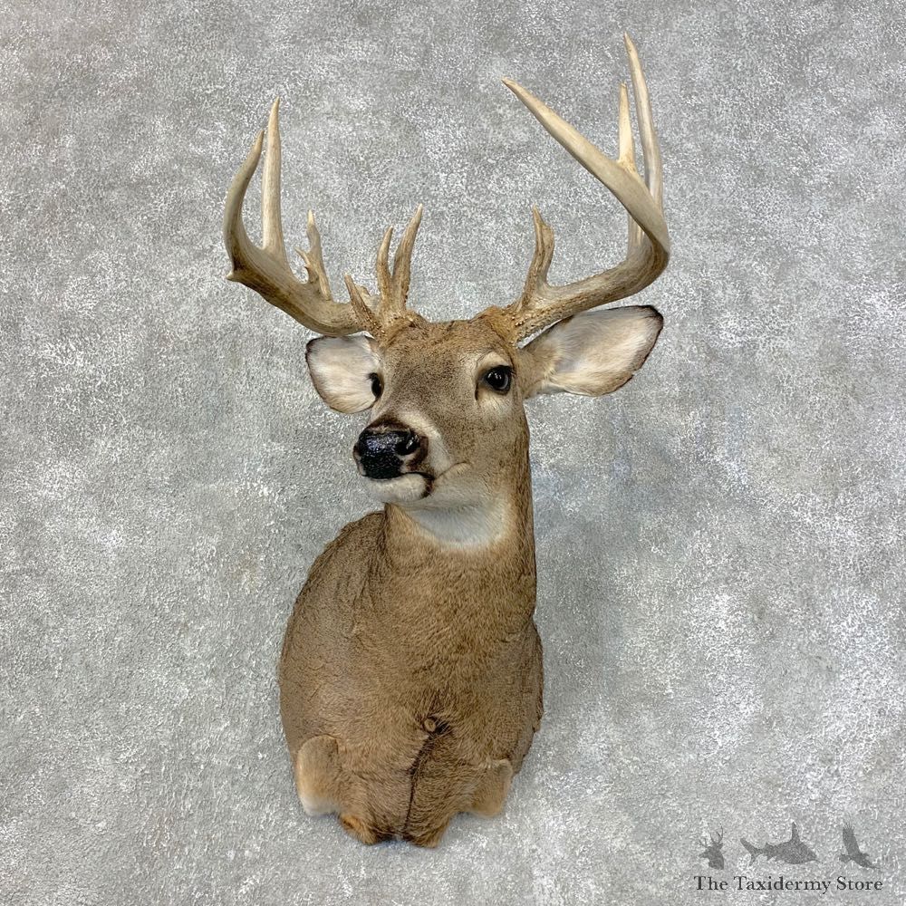 Whitetail Deer Shoulder Mount #21472 For Sale - The Taxidermy Store