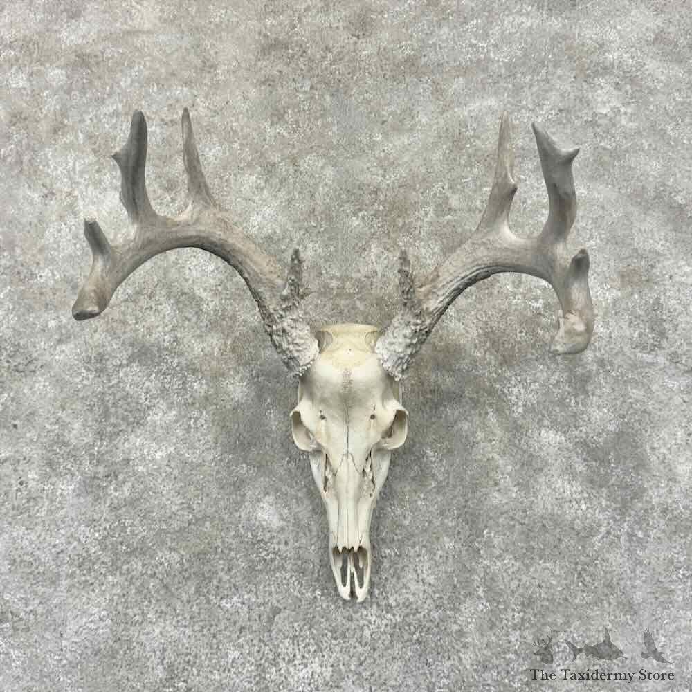 Whitetail Deer Skull European Mount For Sale #32001 @ The Taxidermy Store