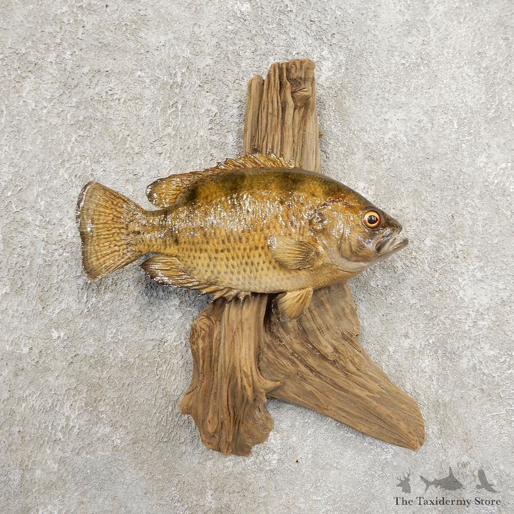 Rock Bass Fish Mount For Sale #20942 @ The Taxidermy Store