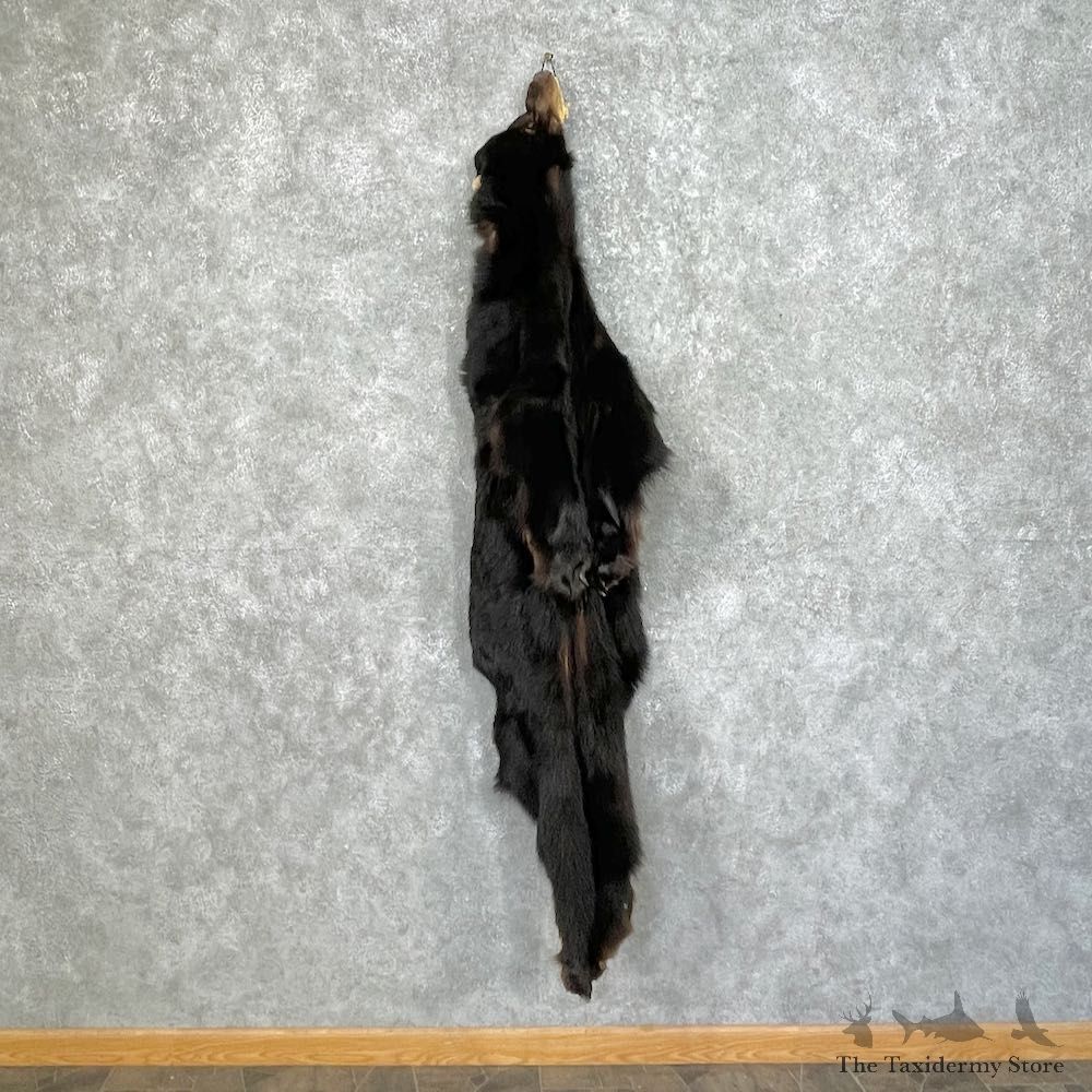 Tanned Black Bear Wall Hanging Pelt For Sale #25341 - The Taxidermy Store