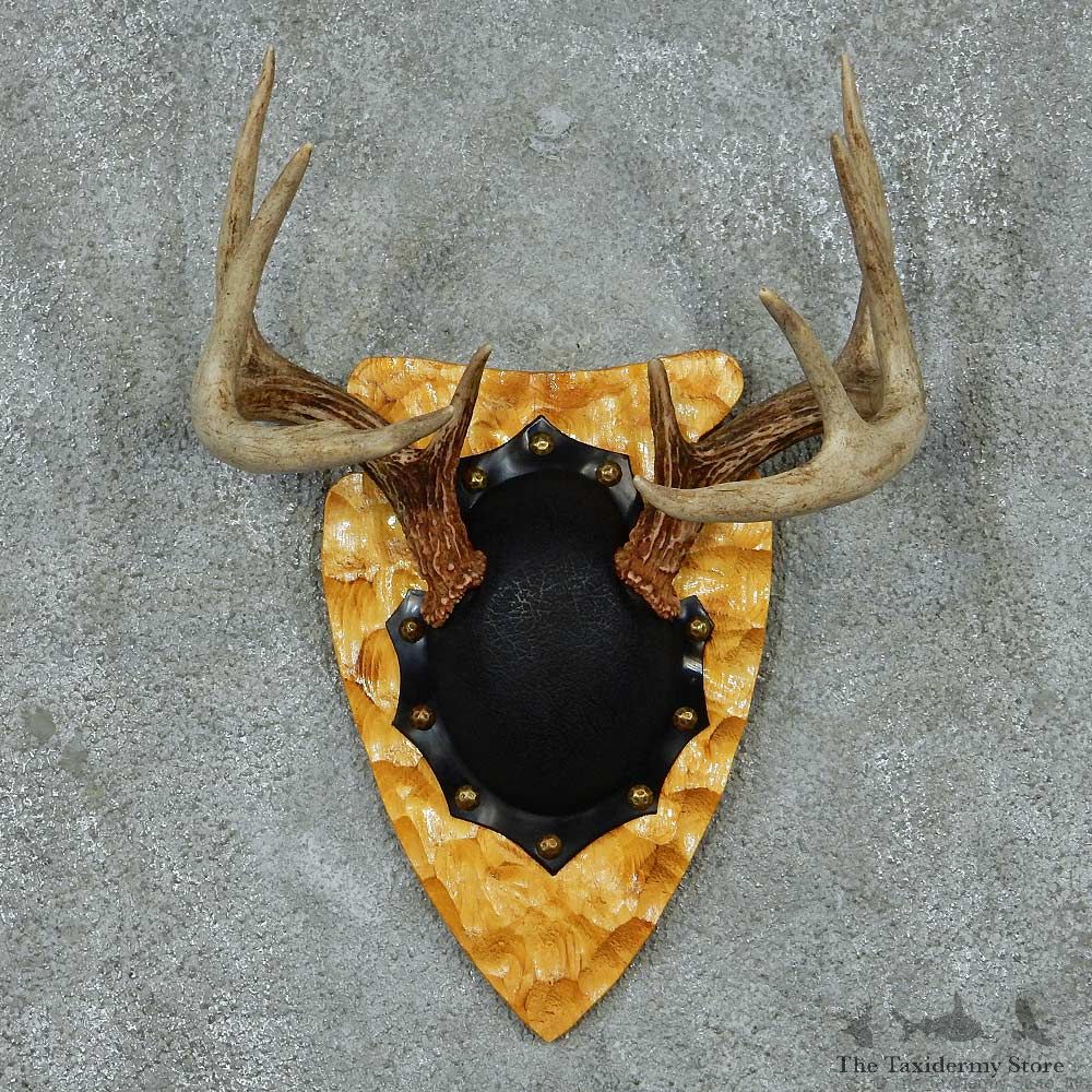 Whitetail Deer Antler Plaque Mount #13776 For Sale @ The Taxidermy Store