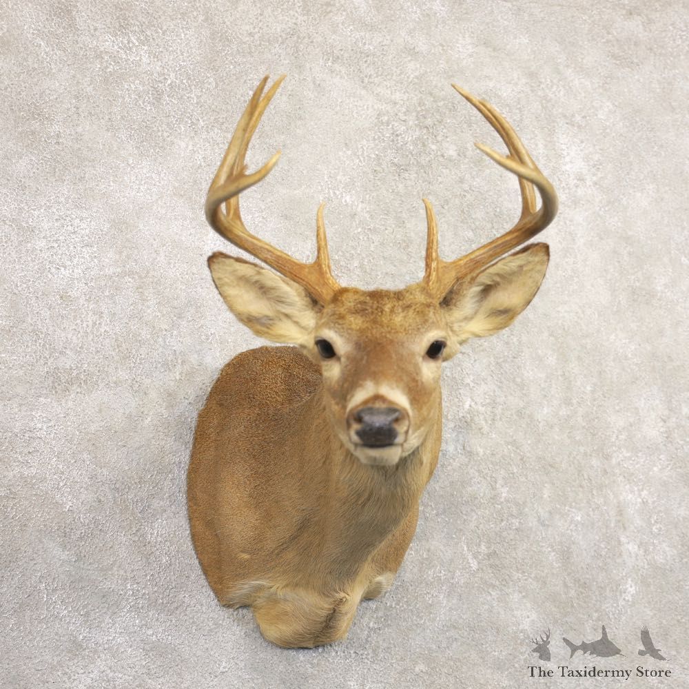 Whitetail Deer Shoulder Mount #22163 For Sale - The Taxidermy Store