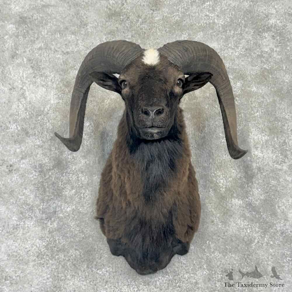 Black Hawaiian Ram Shoulder Mount For Sale #31754 @ The Taxidermy Store
