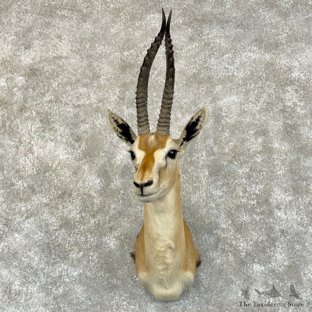 African Thomson's Gazelle Shoulder Mount For Sale #29216 - @ The Taxidermy Store