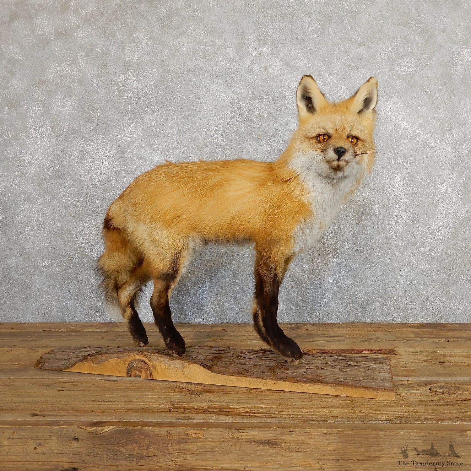 Red Fox Life-Size Mount For Sale #19668 @ The Taxidermy Store