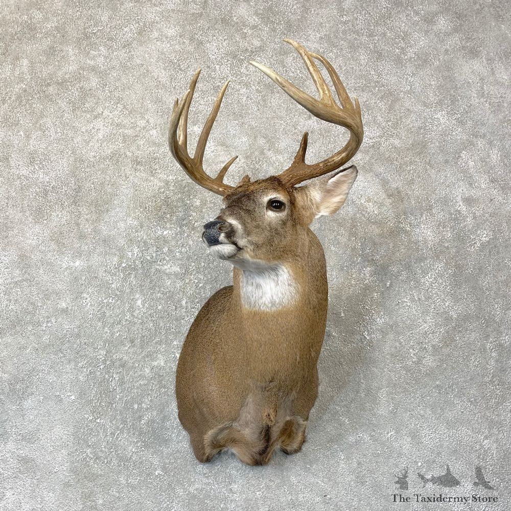 Whitetail Deer Shoulder Mount #24728 For Sale - The Taxidermy Store