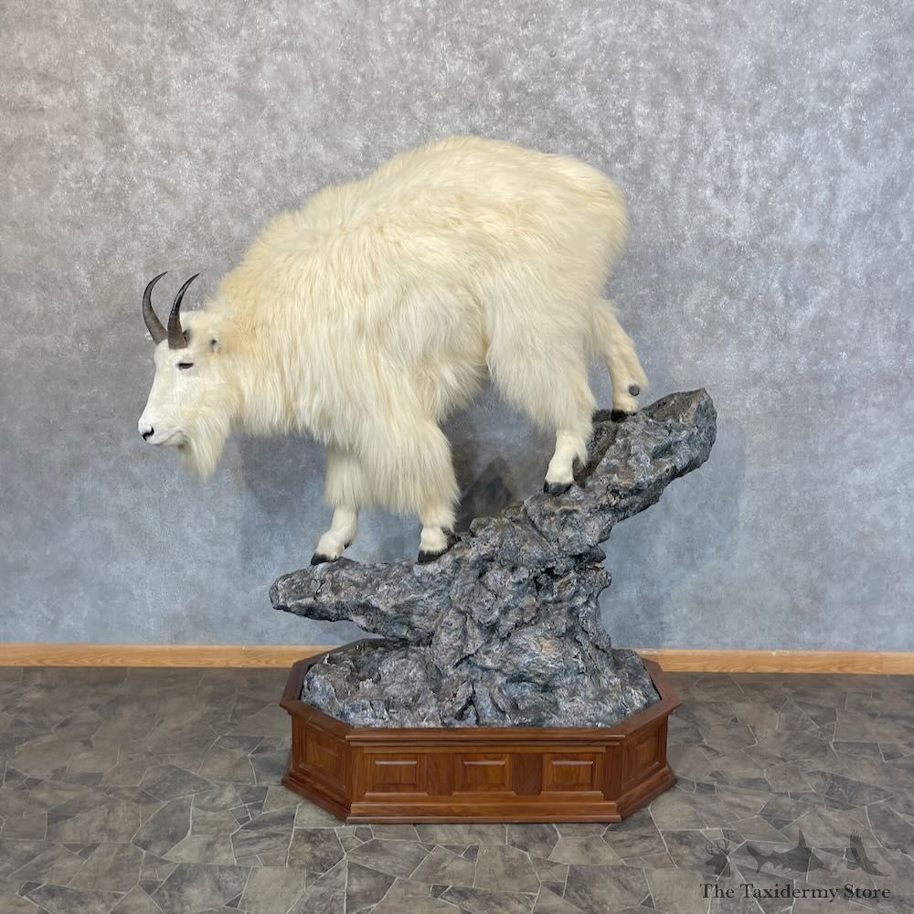 Mountain Goat Life-Size Mount For Sale #28481 @ The Taxidermy Store