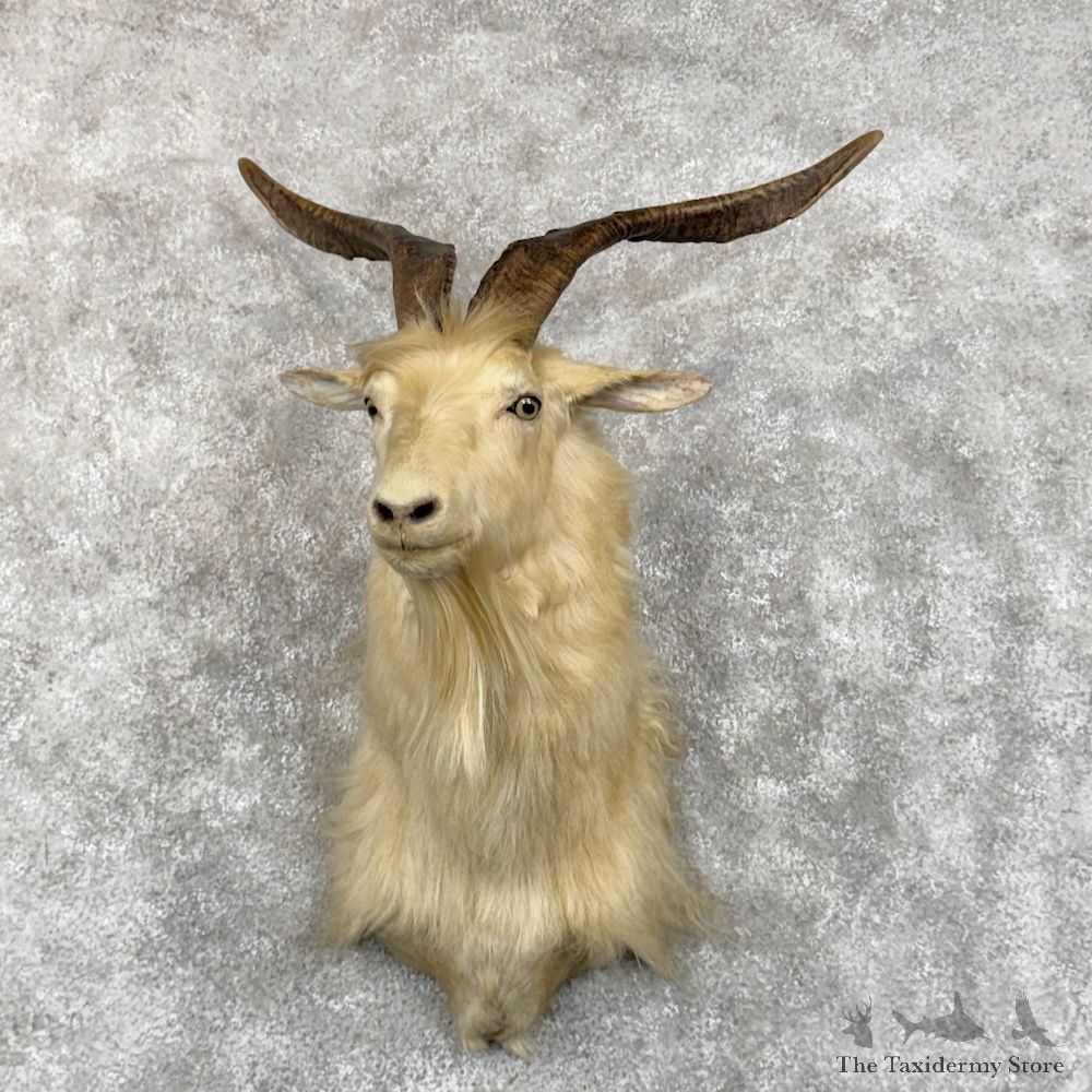 Catalina Goat Shoulder Mount For Sale #29864 @ The Taxidermy Store