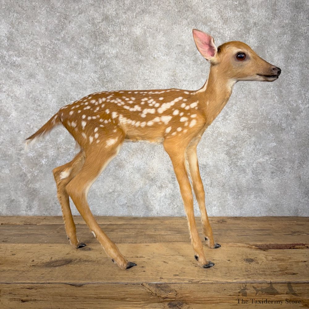 Whitetail Deer Fawn Life-Size Mount For Sale #29900 @ The Taxidermy Store