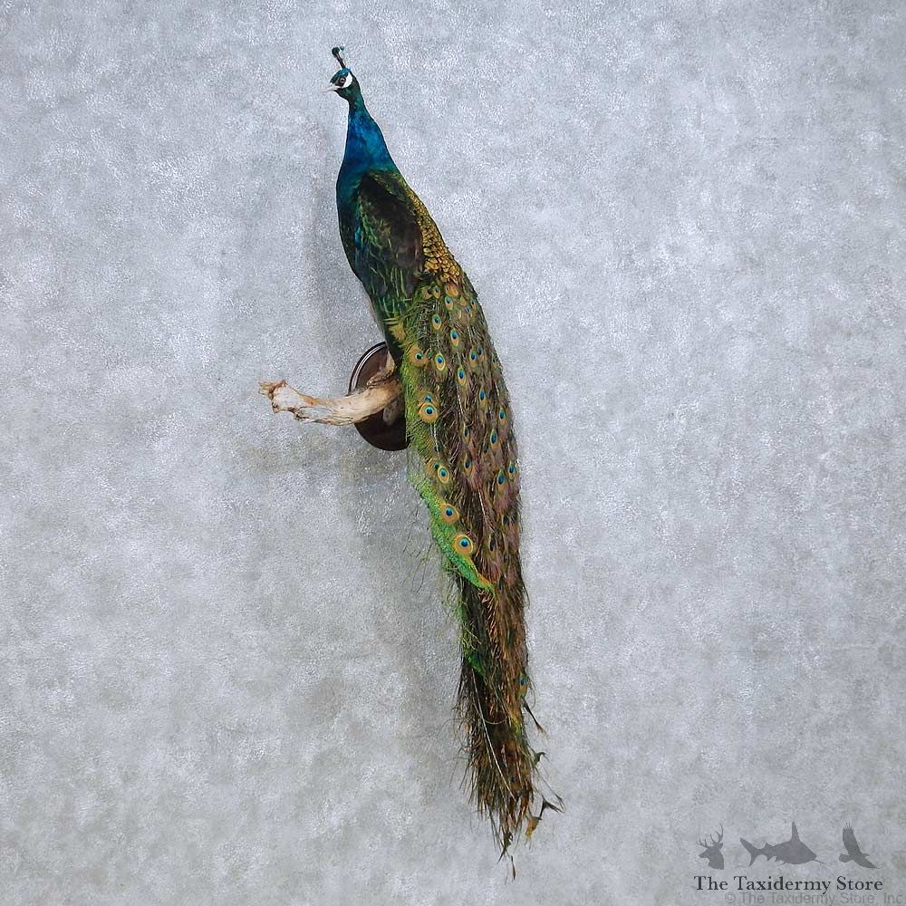Indian Peacock Bird Mount For Sale #15828 @ The Taxidermy Store