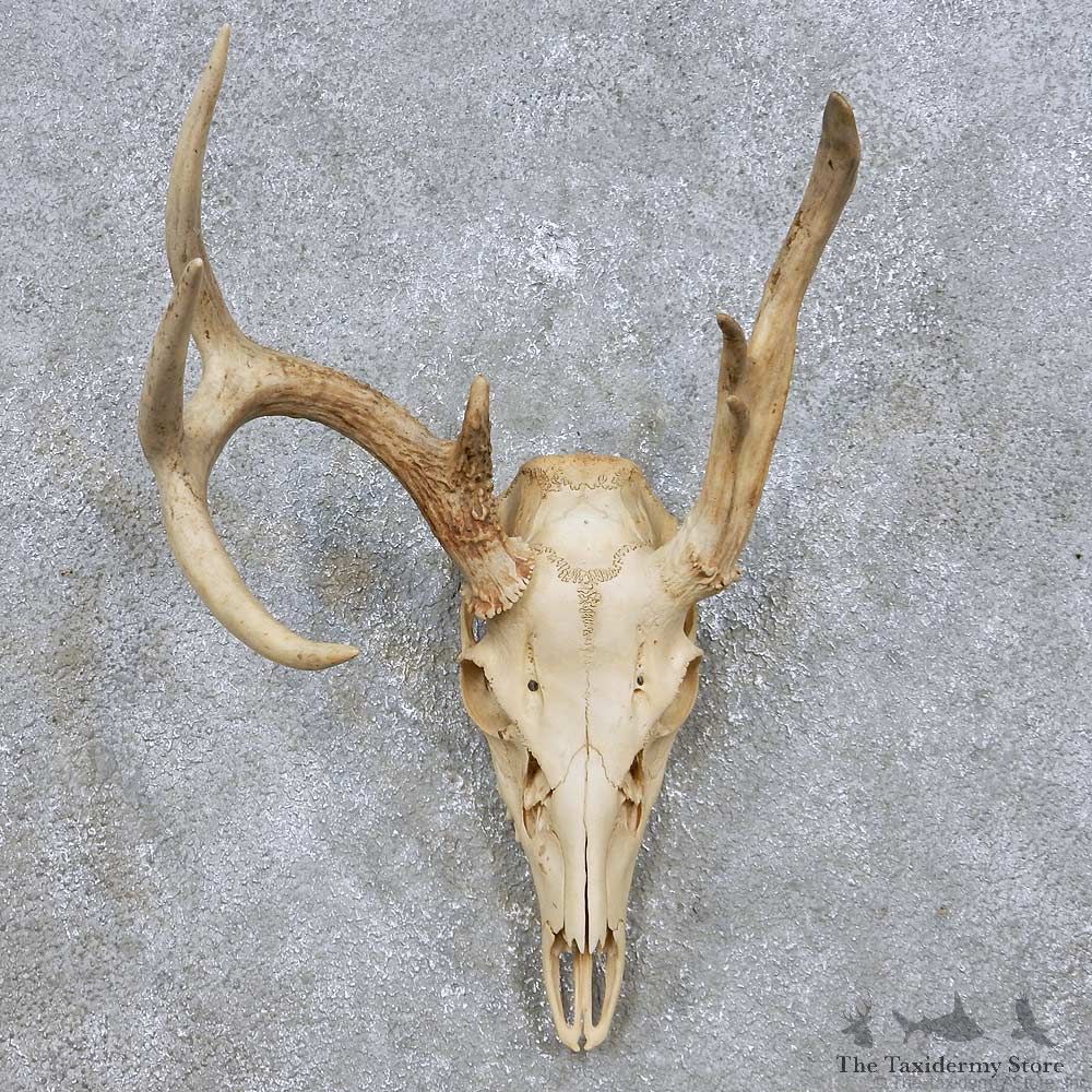 Whitetail Deer Skull Antler Mount For Sale #14064 @ The Taxidermy Store