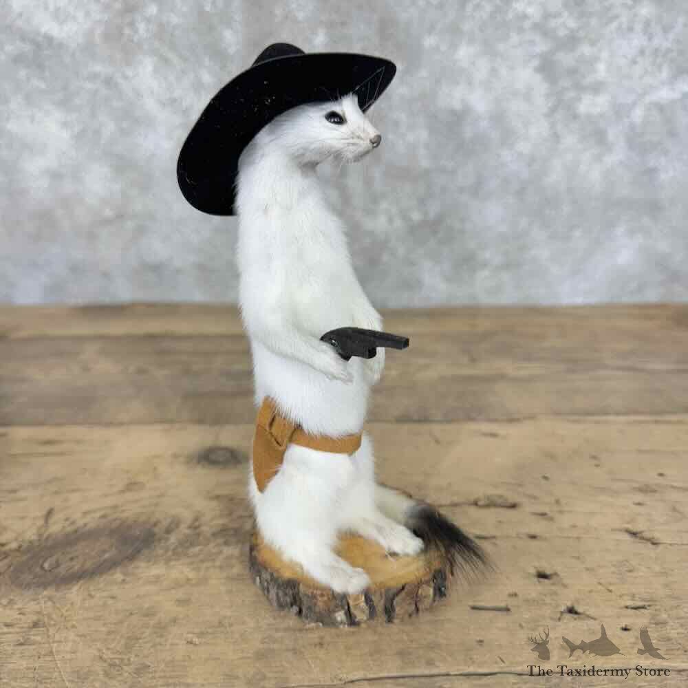 Cowboy Ermine Novelty Mount For Sale #30606 @ The Taxidermy Store