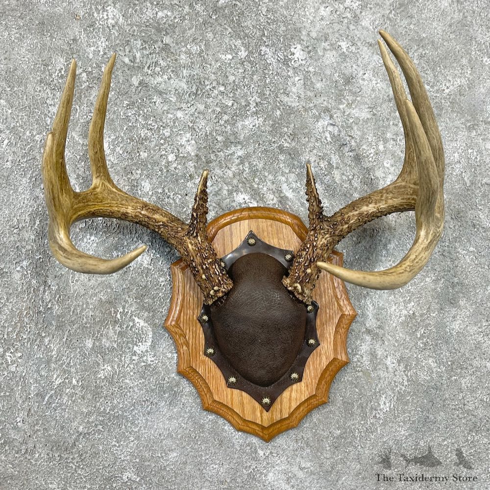 Whitetail Deer Antler Plaque Mount For Sale #26223 @ The Taxidermy Store