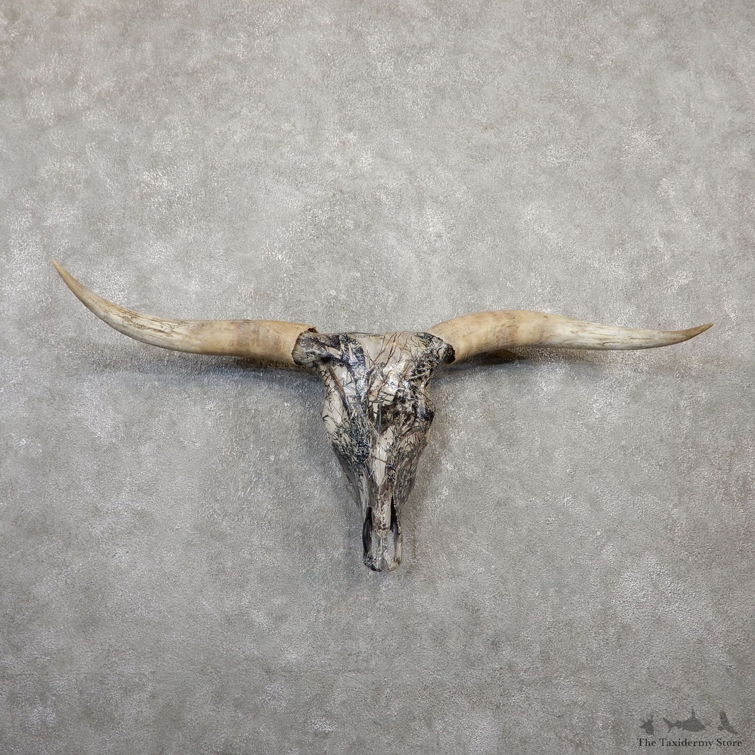 Longhorn Steer Skull European Mount For Sale #20061 @ The Taxidermy Store