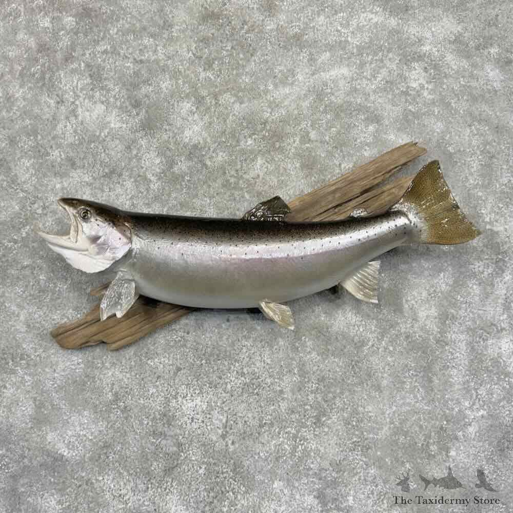Rainbow Trout Fish Mount For Sale #32094 @ The Taxidermy Store