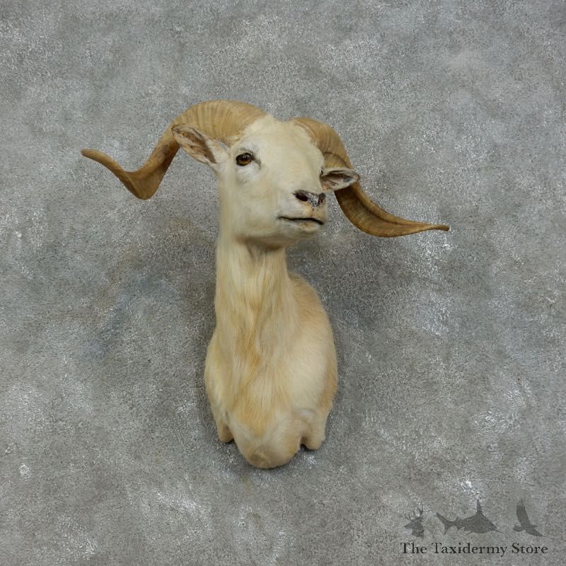 Corsican Ram Shoulder Mount For Sale #17472 @ The Taxidermy Store