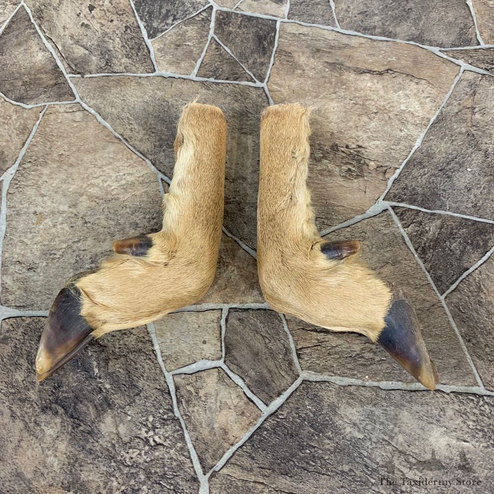 Deer Hoof Craft Pack For Sale #22018 @ The Taxidermy Store