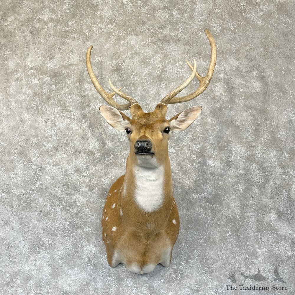 Axis Deer Shoulder Mount For Sale #28272 @ The Taxidermy Store