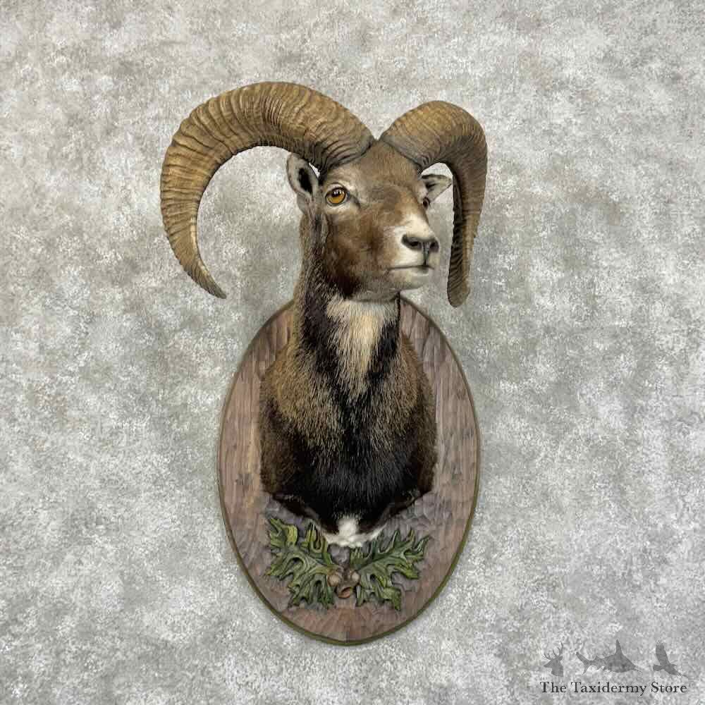 Austrian Mouflon Ram Shoulder Mount For Sale #31173 @ The Taxidermy Store