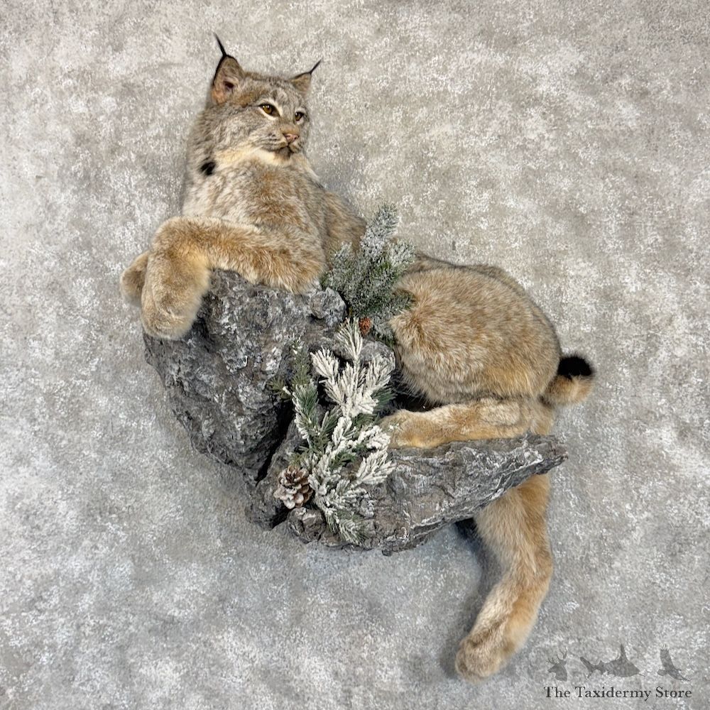 Canadian Lynx Life-Size Mount For Sale #30006 @ The Taxidermy Store