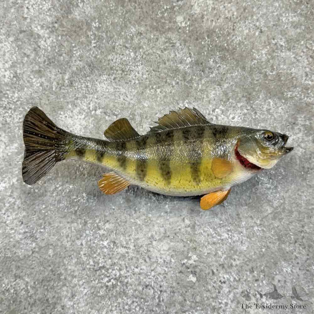 Yellow Perch Fish Mount For Sale #30745 @ The Taxidermy Store
