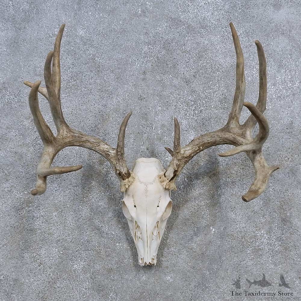 Whitetail Deer Skull Antler European Mount For Sale #15643 @ The Taxidermy Store