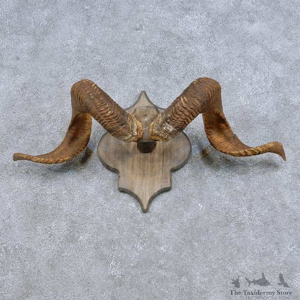 Corsican Ram Horn Plaque Mount For Sale #14687 @ The Taxidermy Store