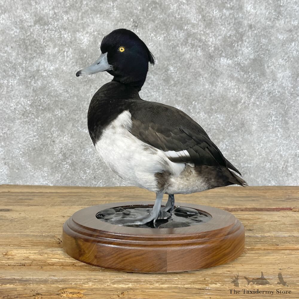 Tufted Duck Bird Mount For Sale #28403 @The Taxidermy Store