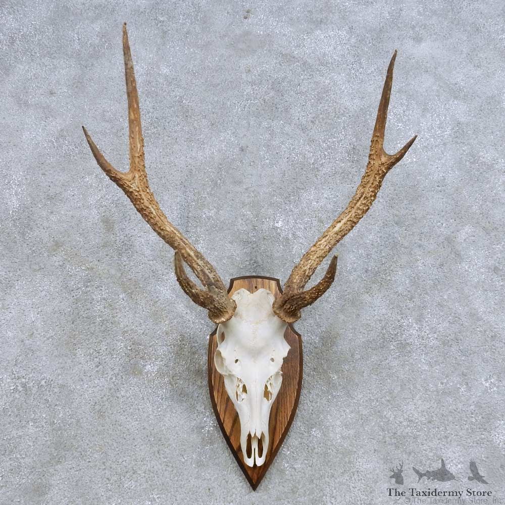 Rusa Deer Skull & Antler European Mount For Sale #14629 @ The Taxidermy Store