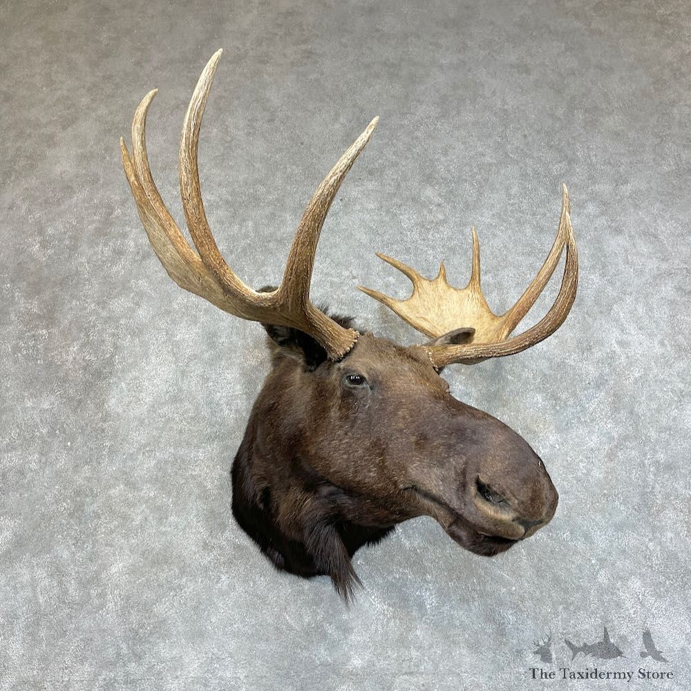 Moose Shoulder Mount For Sale #25712 @ The Taxidermy Store