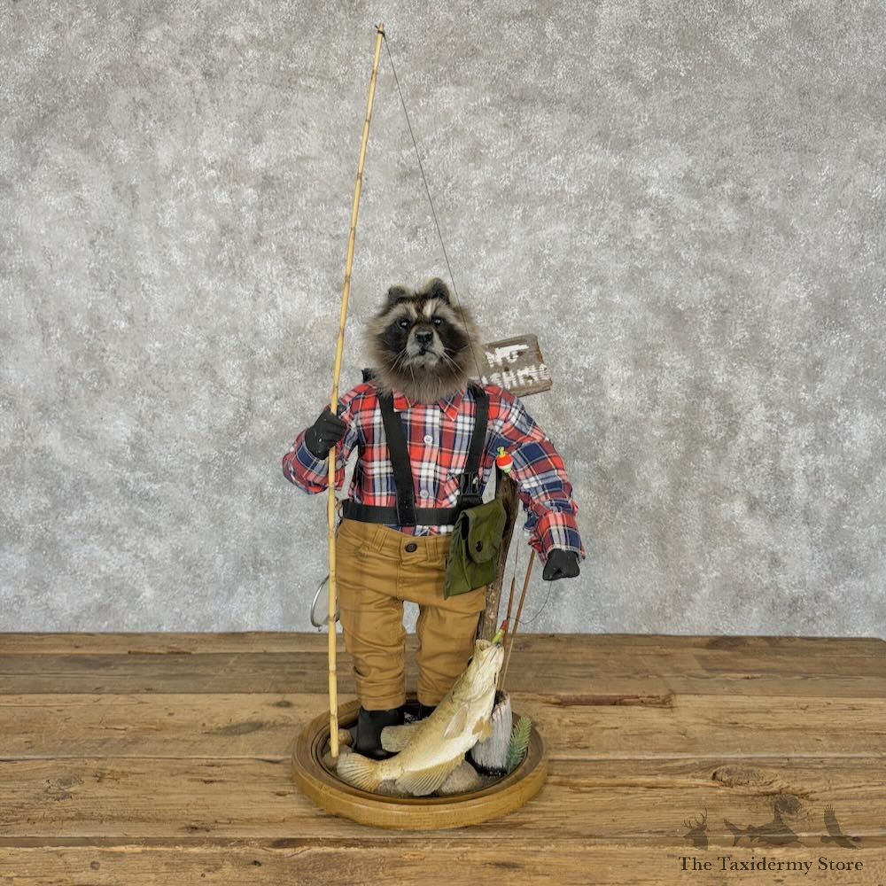 Fishing Raccoon Novelty Mount For Sale #29003 @ The Taxidermy Store