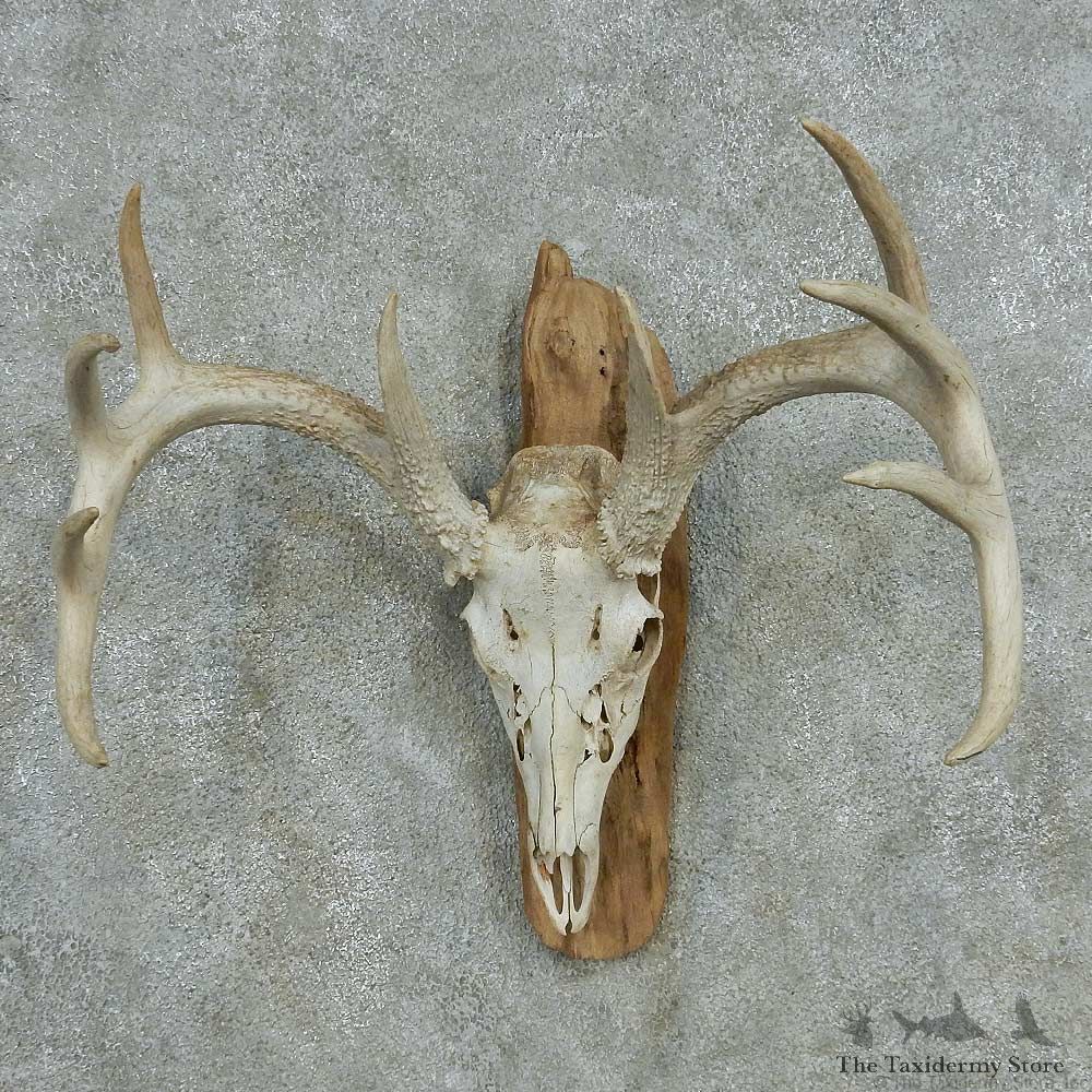 Whitetail Deer Skull Antlers European Mount #13574 For Sale @ The Taxidermy Store