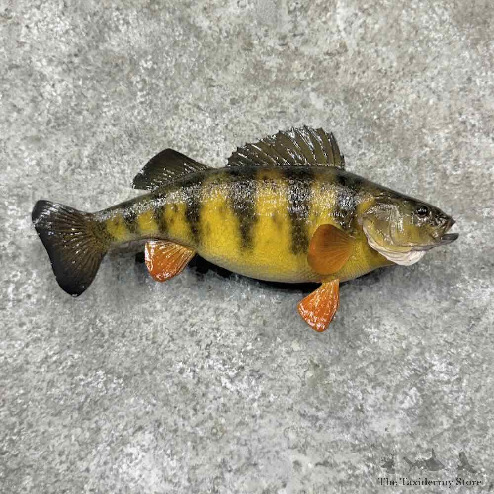 Yellow Perch Fish Mount For Sale #32223 @ The Taxidermy Store