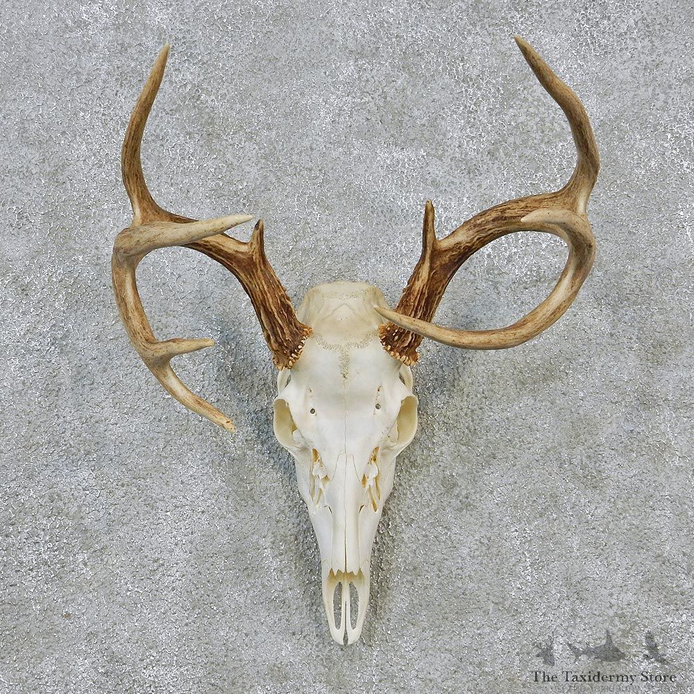 Whitetail Deer European Antler Skull Taxidermy Mount #12624 For Sale @ The Taxidermy Store